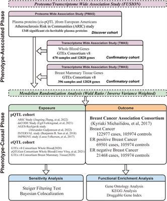 Elucidating the susceptibility to breast cancer: an in-depth proteomic and transcriptomic investigation into novel potential plasma protein biomarkers